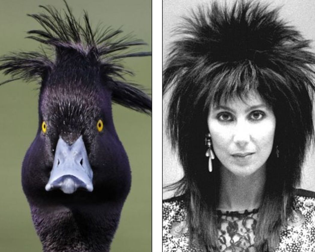 Cher