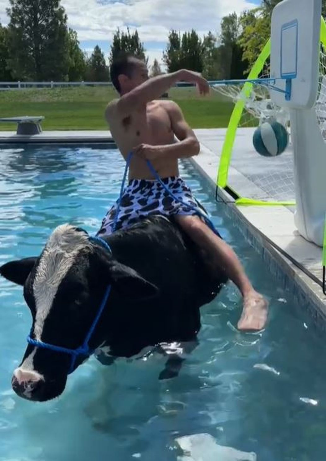 vaca in piscina 2