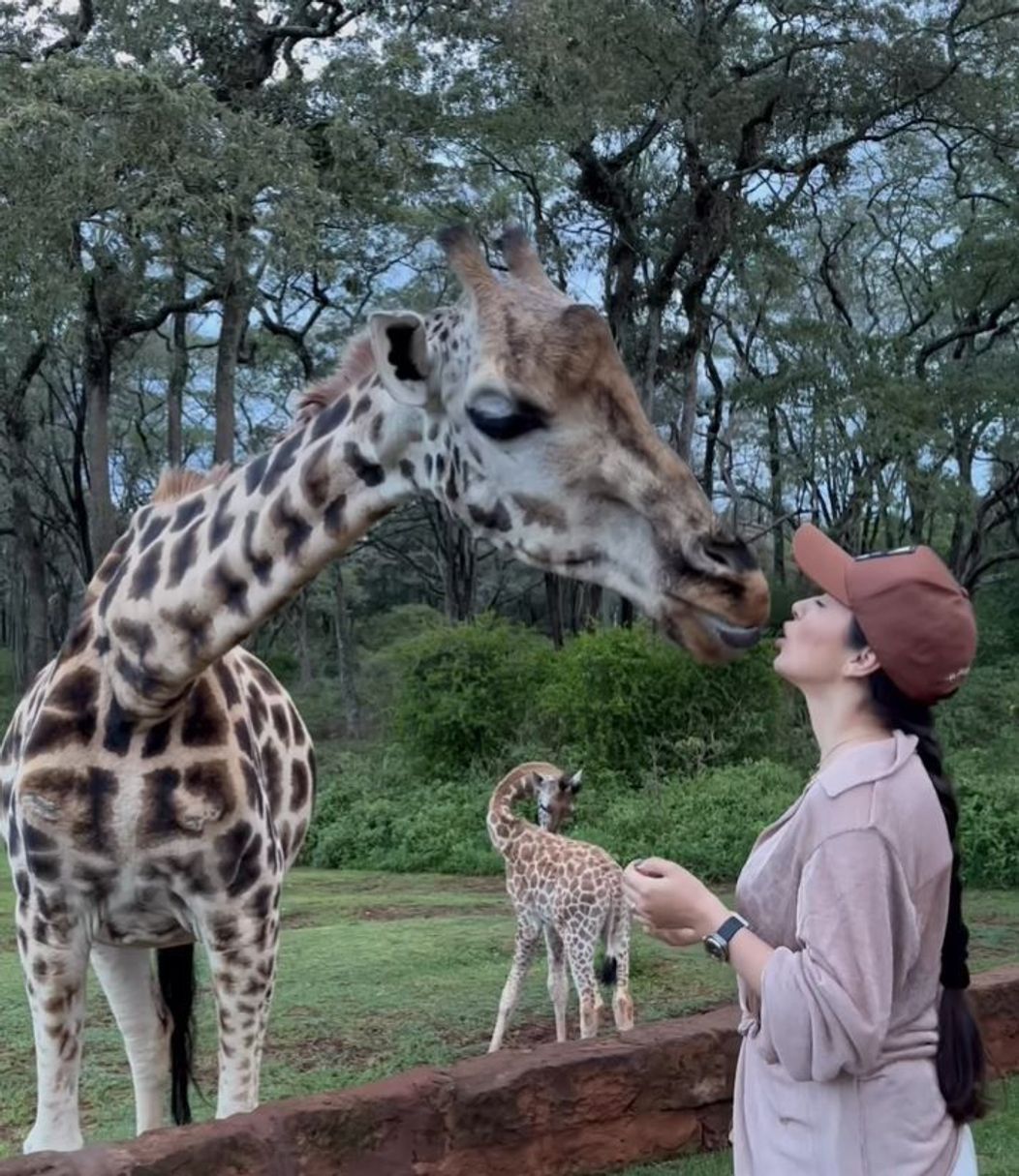 Vladuta Lupau hraneste o girafa