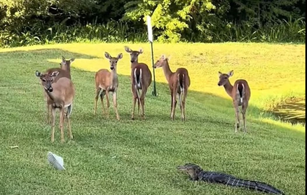 Screenshot 2025-08-01 105658