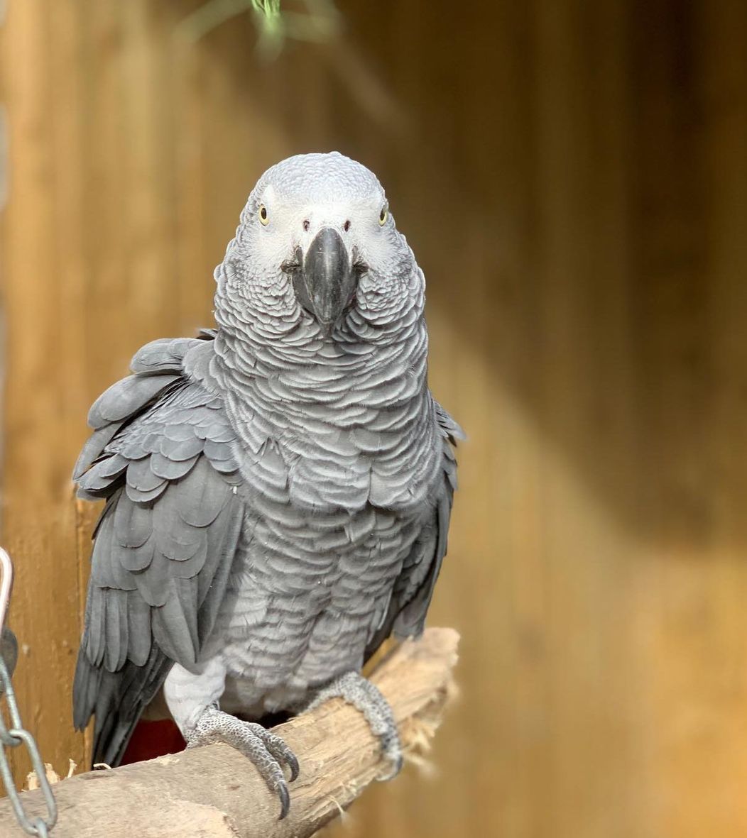 papagali, parrots, injuraturi. Credit foto: Lincolnshire Wildlife 