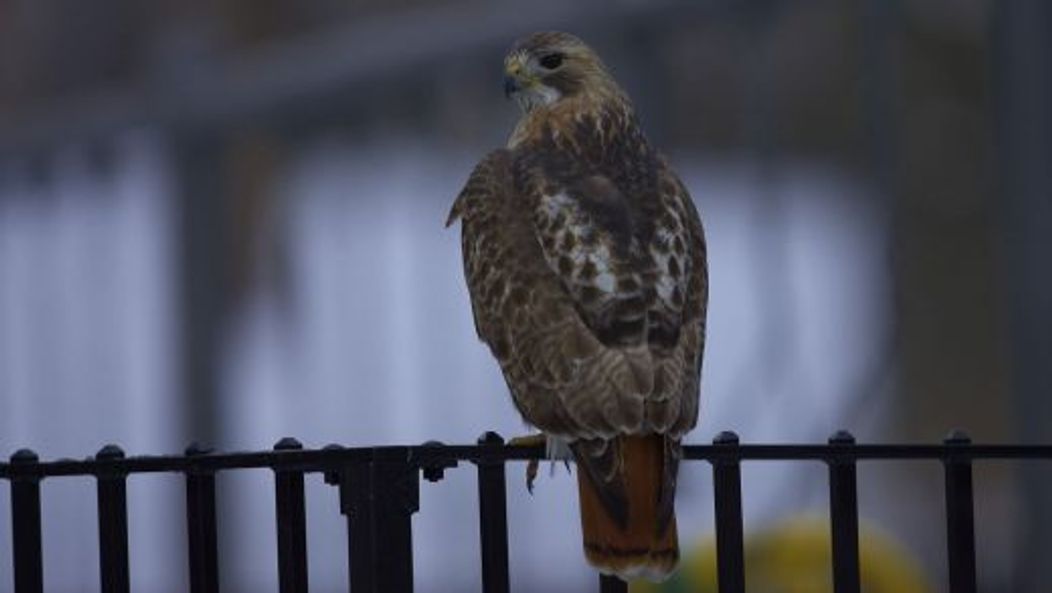 Pale Male, vineri, 21 ianuarie 2011