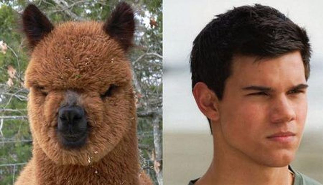 Taylor Lautner