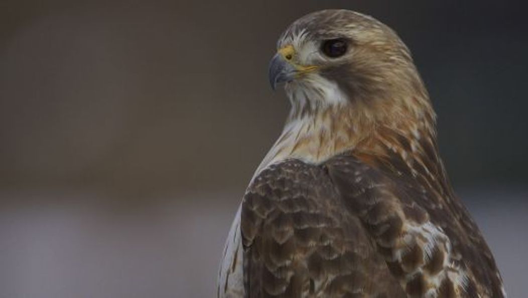 Pale Male, vineri, 21 ianuarie 2011