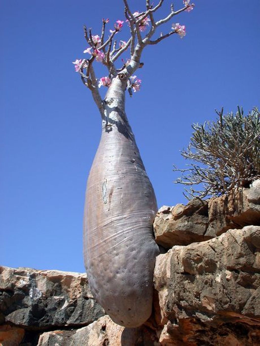Socotra - Republica Yemen