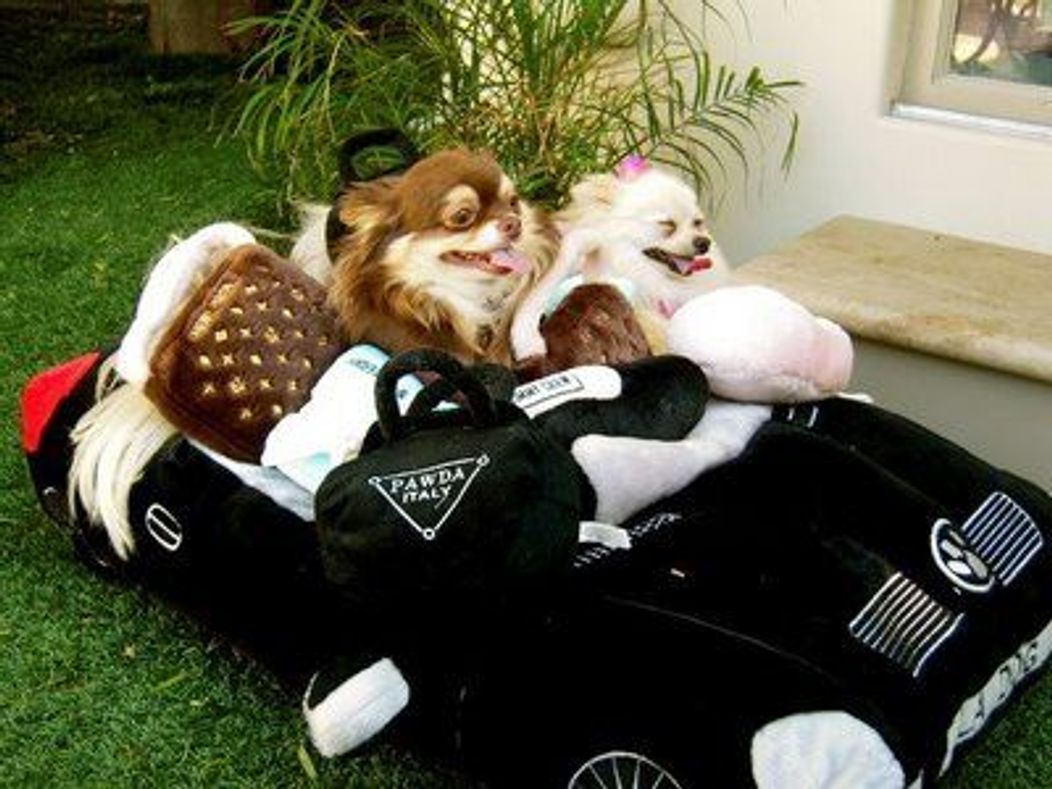 Paris Hilton isi rasfata catelusii