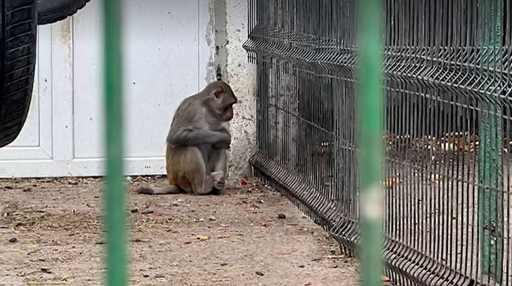 camataru zoo 5