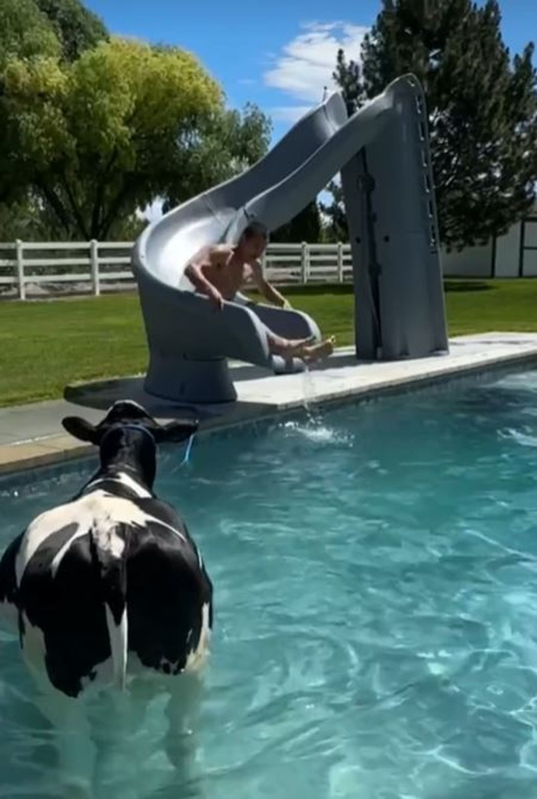 vaca in piscinads