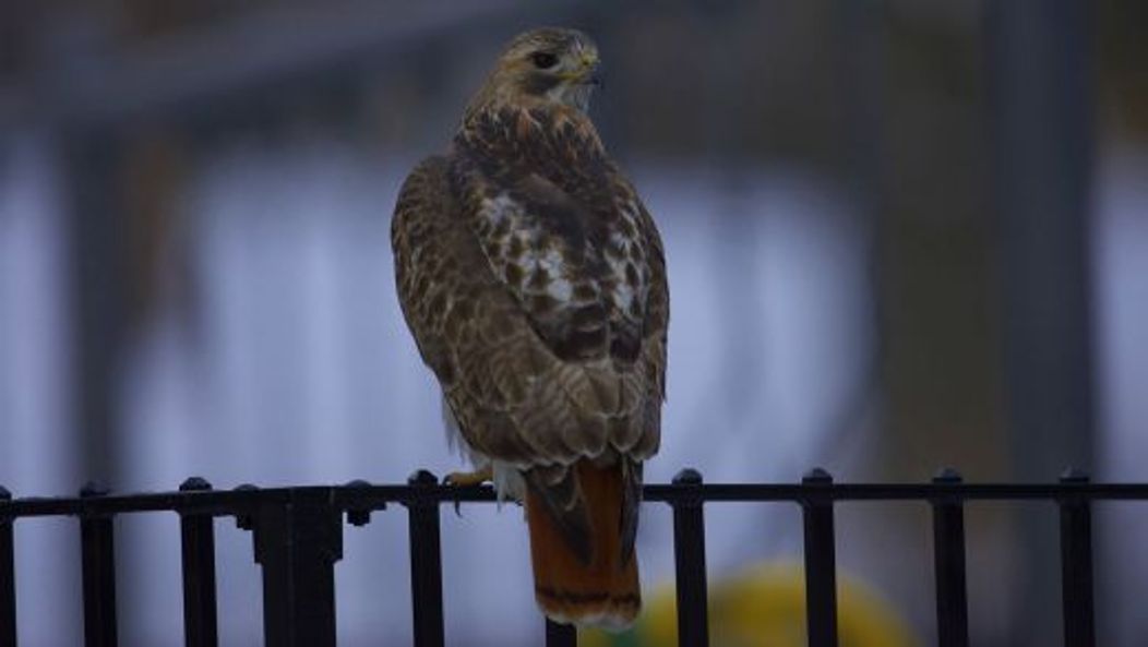 Pale Male, vineri, 21 ianuarie 2011