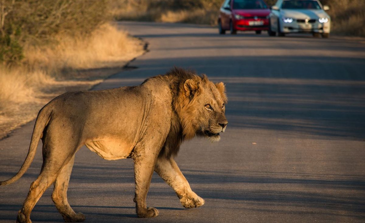 VIDEO Un leone terrorizza le strade di una cittadina italiana dopo essere scappato dal circo.  Come è stato catturato