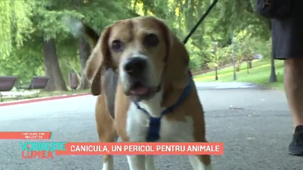 Canicula, un pericol pentru animale | Scene si bonusuri din Vorbește ...