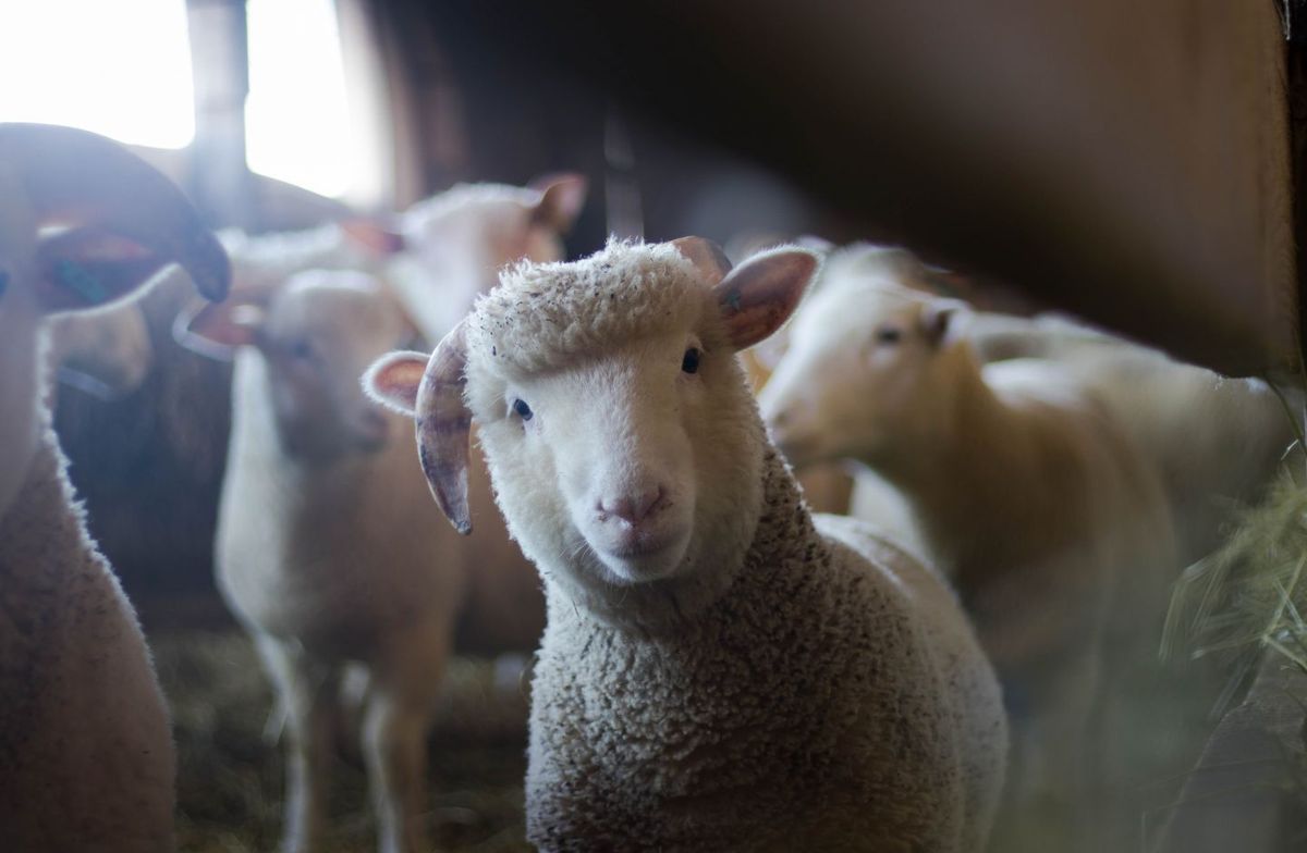 Ένα κοπάδι πρόβατα εισέβαλε σε θερμοκήπιο και έφαγε 300 κιλά κάνναβης: «Όλα είναι όμορφα για αυτούς»