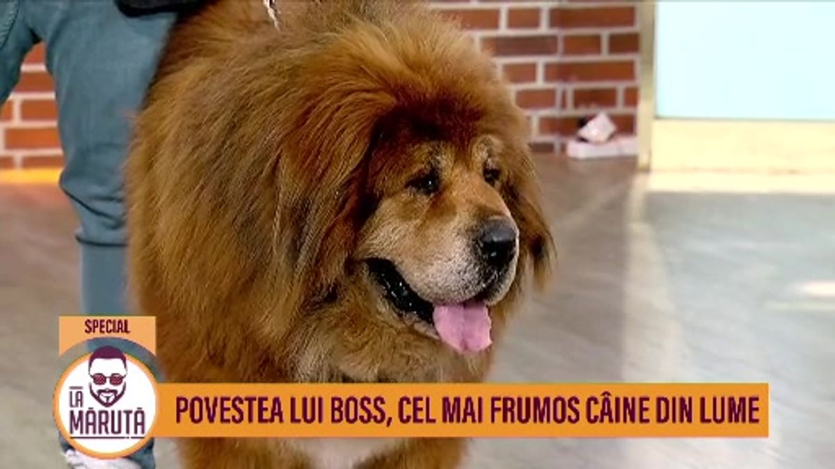 Povestea lui Boss, cel mai frumos câine din lume | Scene si bonusuri ...