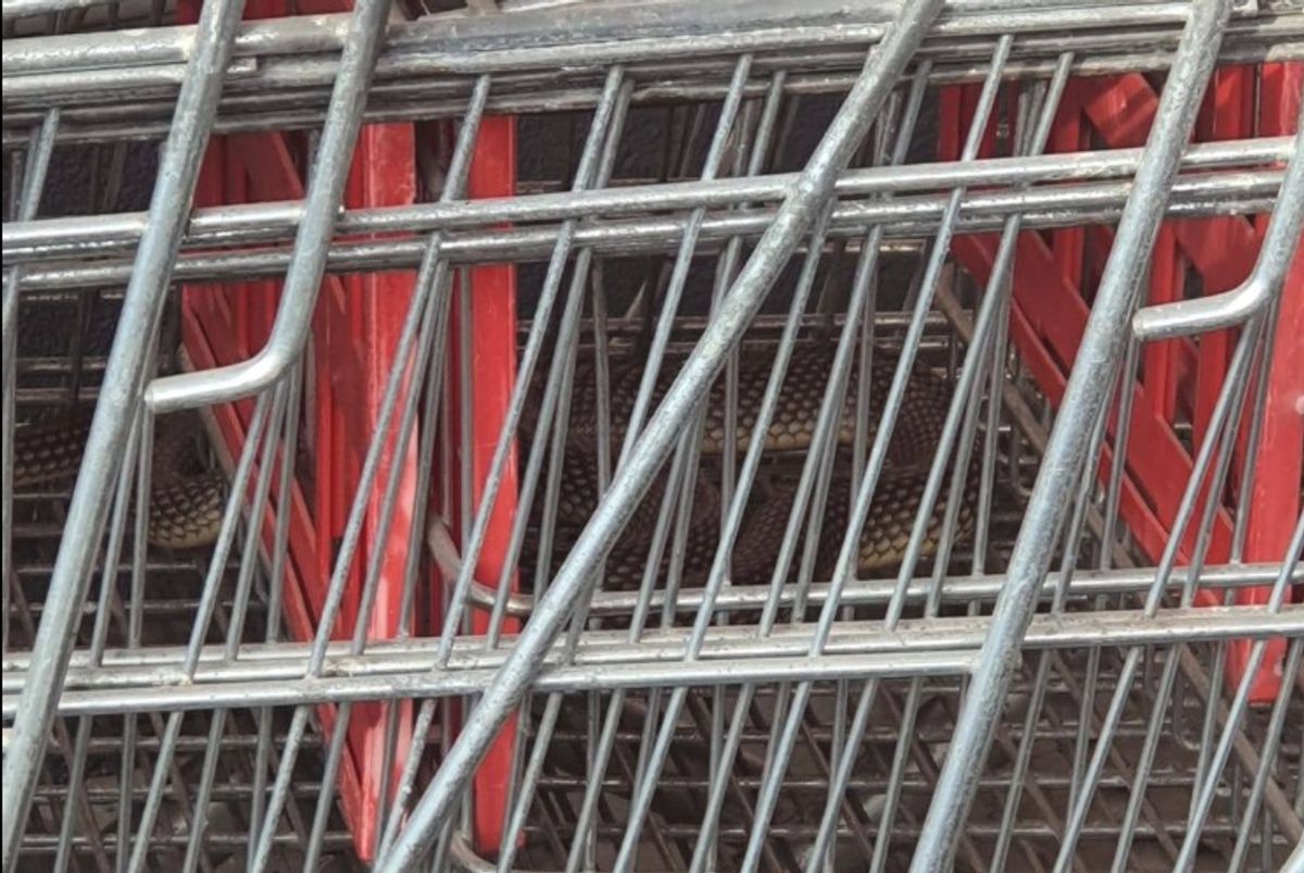 Descoperire șocantă într-un supermarket din Drăgănești-Olt: un șarpe de aproape 2 metri! FOTO