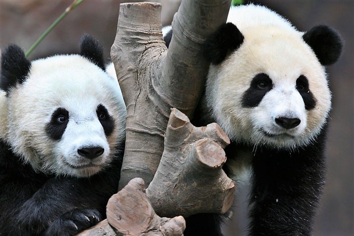 Acești urși panda s-au împerecheat pentru prima dată în 10 ani, iar ...