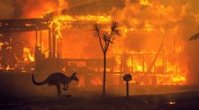 Cum poți dona pentru Australia? Cine sunt starurile care au strâns sute de milioane $ pentru stingerea incendiilor