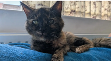 Millie, cea mai bătrână pisică din lume, are 146 de ani în ”ani omenești”. Dieta specială e secretul longevității ei