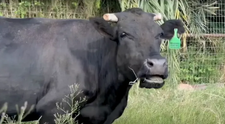 Vaca Mootilda, virală după ce evadat de la abator cu câteva zile înainte să fie ucisă. Ce s-a întâmplat cu ea după ce a fost prinsă de poliție