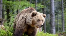 Tânără de 18 ani, atacată de urs pe Transfăgărășan! Primele informații