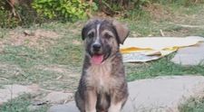 Un pui de câine a devenit erou după ce a salvat de la moarte zeci de oameni! Ce a făcut patrupedul înainte ca o alunecare de teren să distrugă un sat întreg