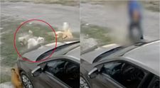 Om de afaceri din Constanța, filmat cum împușcă un bichon! Motivul halucinant pentru care a recurs la acest gest