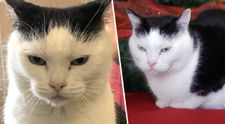 Un adăpost oferă spre adopție ”cea mai rea pisică din lume”. Cum și-a câștigat felina renumele