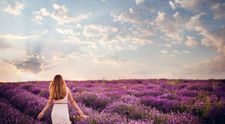 Productie uriasa de lavanda in Romania. Cultivatorii isi recupereaza investitia in 