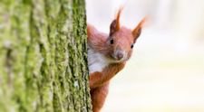 Veveriță din Colorado, diagnosticată cu ciumă bubonică. Autoritățile sunt în alertă
