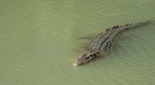 Momentul terifiant când un crocodil este surprins înotând cu o femeie în dinți. ”Oamenii au sărit după ea în apă”