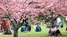 Cea mai mare grădină japoneză din Europa se găsește într-un parc din București: Acum avem 85 de cireși japonezi