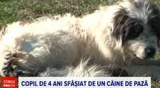 Încă un copil a fost atacat de câine, la o zi după ce Teo a fost sfâșiat la Buzău. Micuțul a rămas fără un deget
