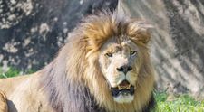 O femeie a donat poneiul fiicei ei unei grădini zoologice, ca acesta să fie mâncat de lei
