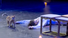 O pisică a urcat pe scenă și a întrerupt finalul dramatic din „Romeo și Julieta”. Videoclipul care a cucerit internetul are peste 5,7 milioane de vizualizări