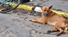 Imagine sfâșietoare din Ucraina. Un câine a rămas lângă stăpânul său care a fost ucis de trupele ruse