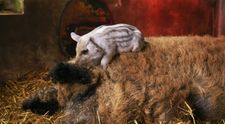 In Romania s-a inventat purcelul cu carne 
