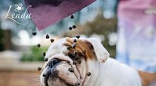 (P) Cum să-ți determini câinele să mănânce hrană uscată?