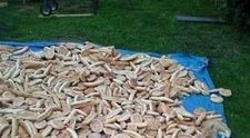 Iluzie optică virală. Crezi că poți să găsești pisica ascunsă în această imagine în 5 secunde?