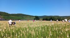 Satul din România care este numit „Mica Olandă”. Grădinile pline cu flori îi ademenesc pe turiști