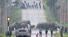 Clipul spectaculos care a devenit viral pe internet: peste 50 de elefanți traversează o șosea din Thailanda