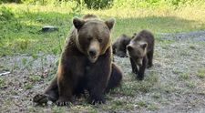 Puii ursoaicei care a atacat italianul pe Transfăgărășan își caută disperați mama! Cum au fost surprinși: „Trebuia găsită o altă soluție” FOTO