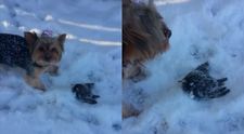 Video incredibil! Ce se intampla la cateva minute dupa ce un catel gaseste o pasare inghetata in zapada