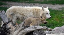 Militarii ruși au mâncat animalele de la grădina zoologică Yampil, pentru a putea supraviețui