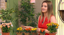 Nu lăsa grădina să moară iarna! Ce plante îți rămân verzi și colorate până la primăvară