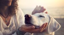 O noua forma de a ajuta animalele abandonate castiga teren in Romania. Ce presupune o familie foster
