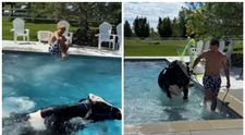 A înotat împreună cu vaca în piscină, iar imaginile au devenit virale. Cine este bărbatul care a devenit popular pe TikTok