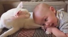 Emotionant! Uite cum reactioneaza o pisica geloasa cand il cunoaste pe bebelusul familiei. Imaginile au devenit virale