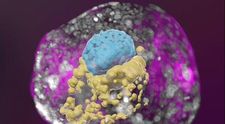 Oamenii de știință au conceput un embrion de om artificial, fără să folosească ovule și spermatozoizi ori un uter