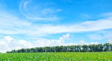 Este usor de plantat, rezista la inghet si poate aduce profituri record. Leguma redescoperita de agricultorii romani