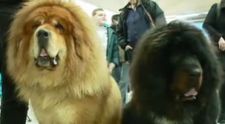 Expozitie de caini de rasa din 15 tari, la Cluj. Cei mici au fost fascinati: 
