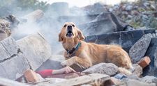 Imaginea virală cu un câine salvator nu este de la cutremurul din Turcia